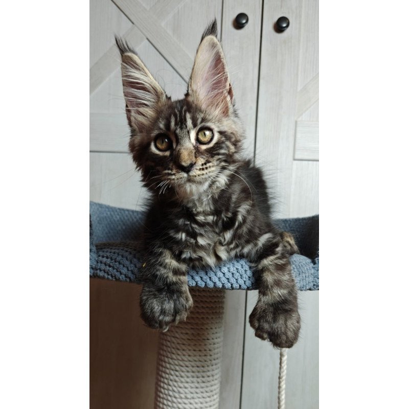 Maine Coon Zorro