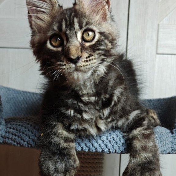 Maine Coon Zorro