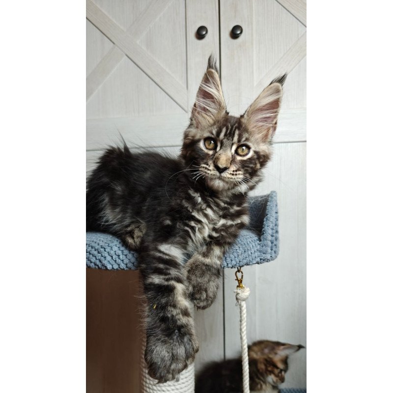 Maine Coon Zorro