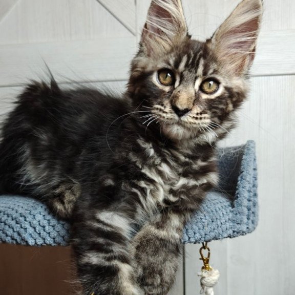 Maine Coon Zorro