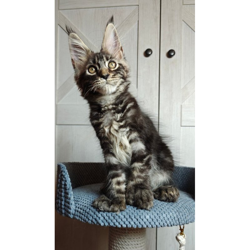Maine Coon Zorro