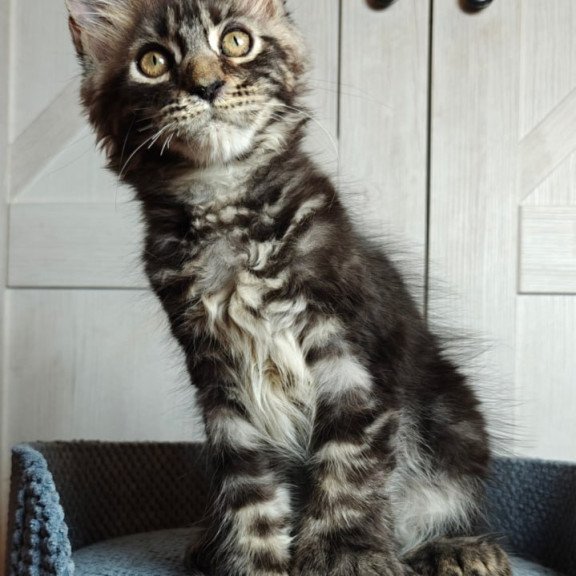 Maine Coon Zorro