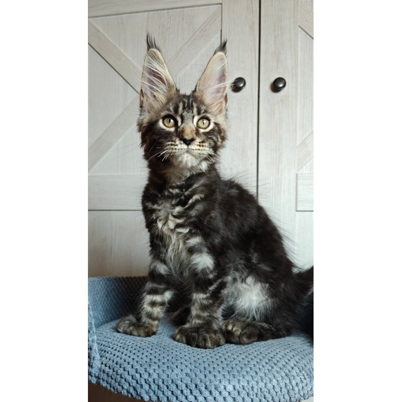 Maine Coon Zorro