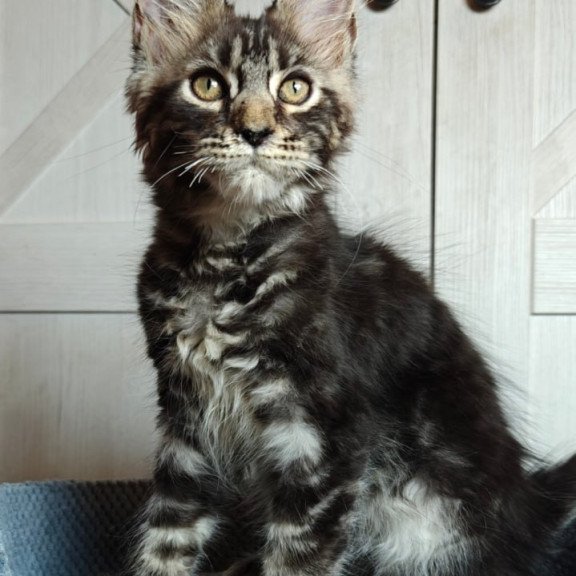 Maine Coon Zorro