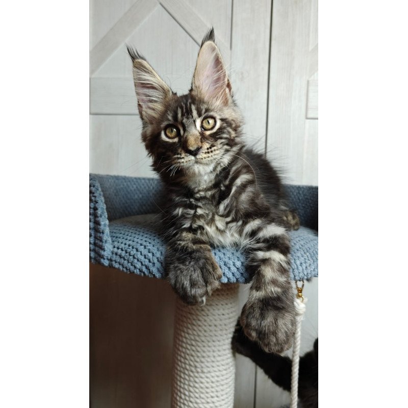 Maine Coon Zorro