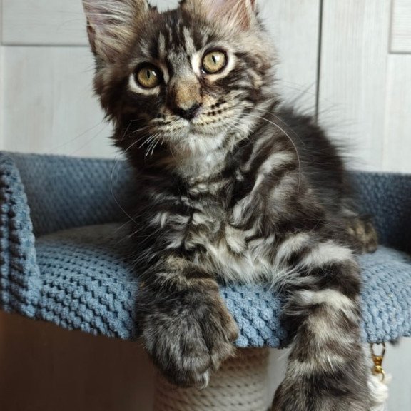 Maine Coon Zorro