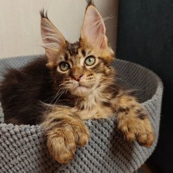 Maine Coon Zeppelin1