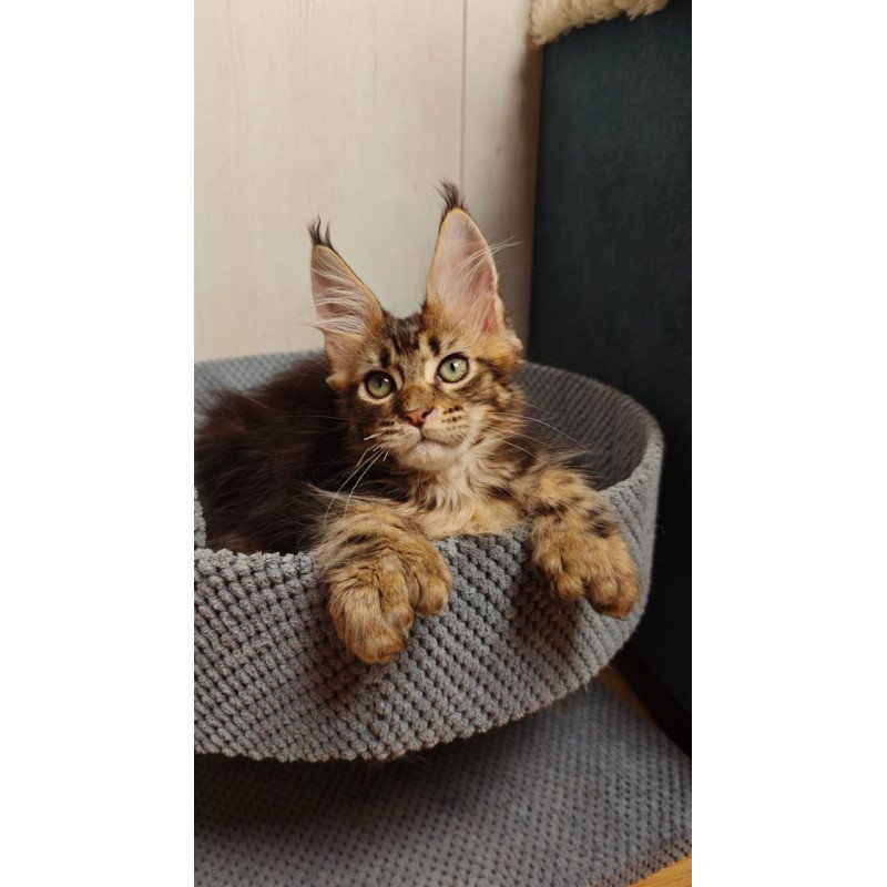 Maine Coon Zeppelin1