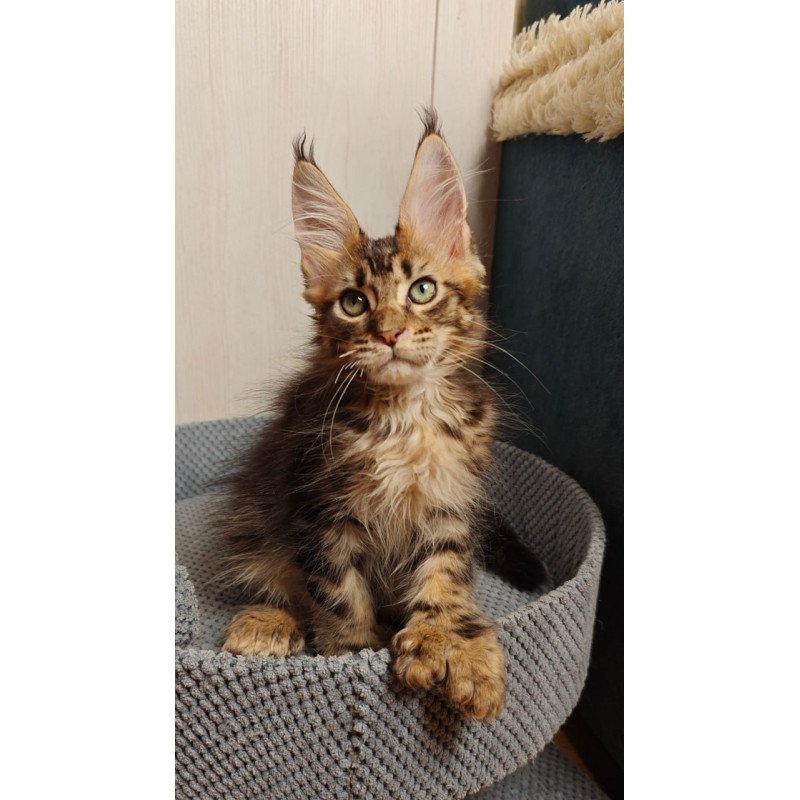 Maine Coon Zeppelin1