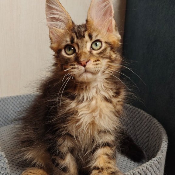 Maine Coon Zeppelin1