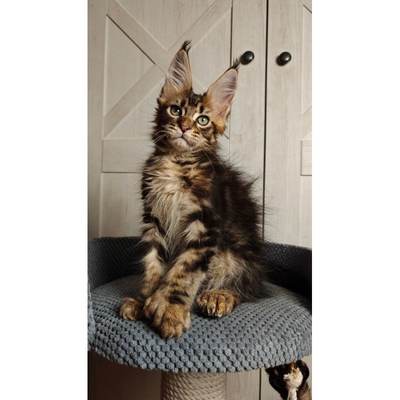 Maine Coon Zeppelin1