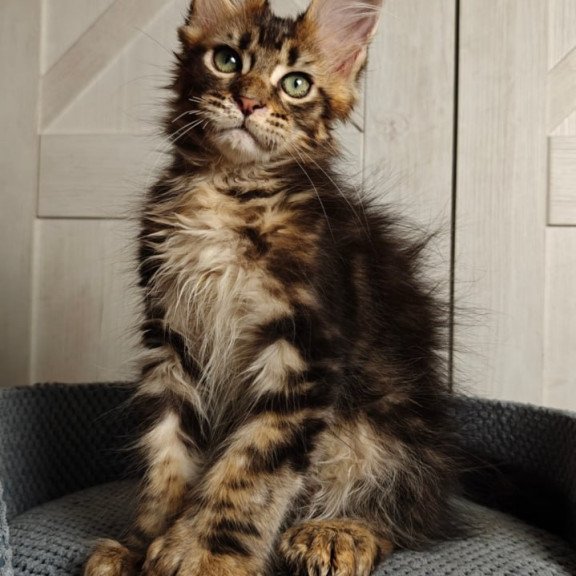 Maine Coon Zeppelin1