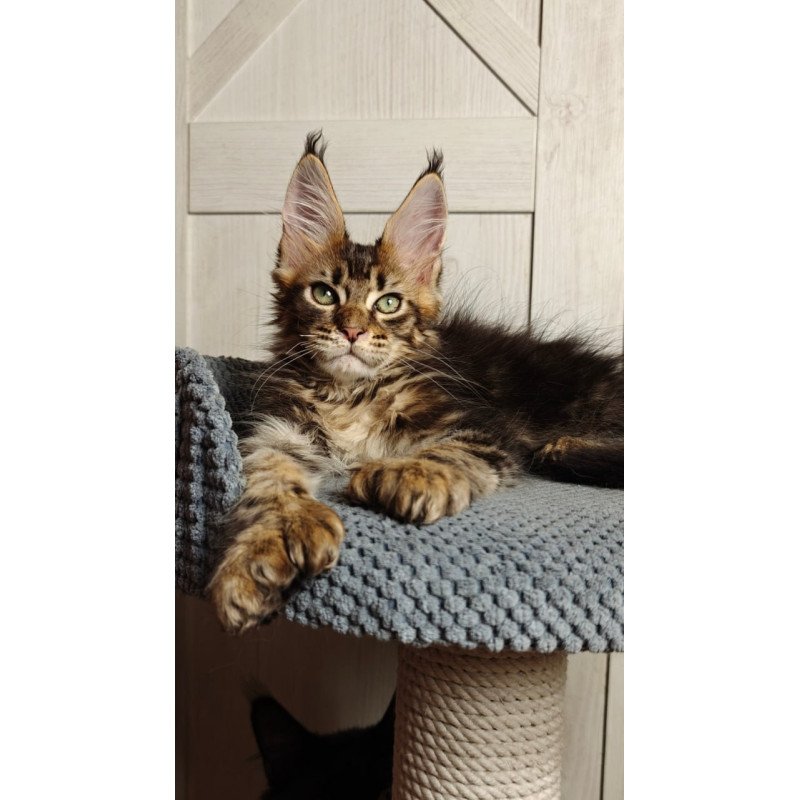Maine Coon Zeppelin1