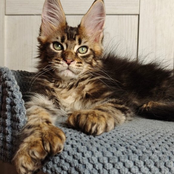 Maine Coon Zeppelin1