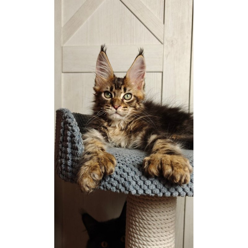 Maine Coon Zeppelin1