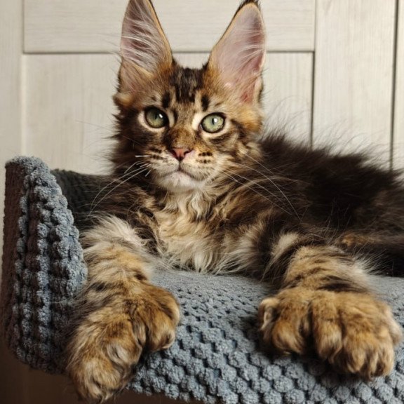 Maine Coon Zeppelin1
