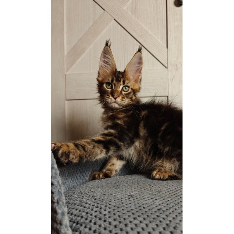 Maine Coon Zeppelin1