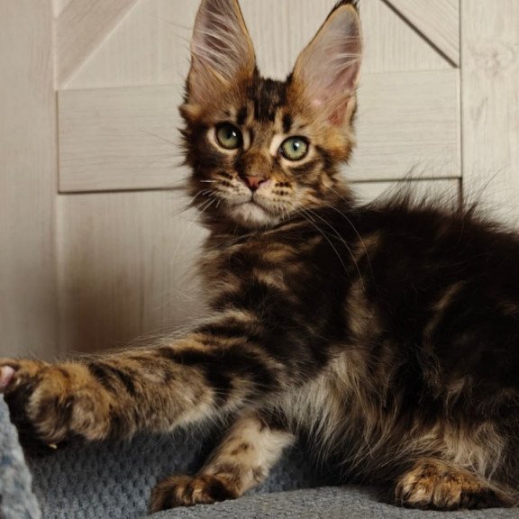 Maine Coon Zeppelin1