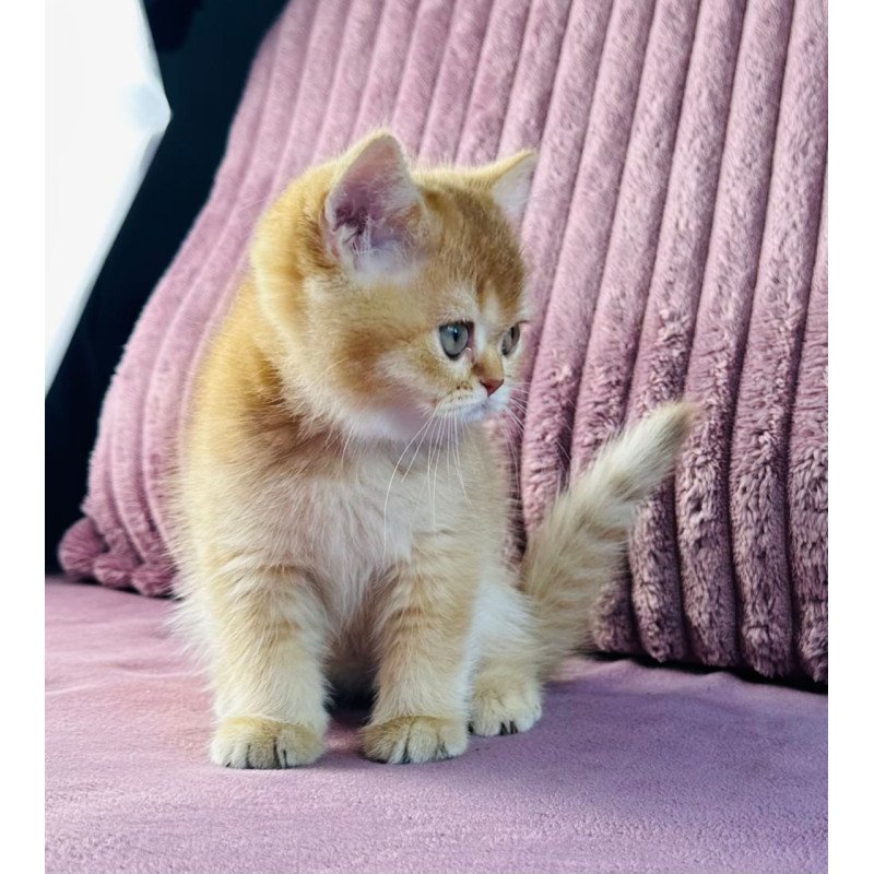 British Golden Rose