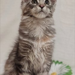 Maine Coon Karamelka