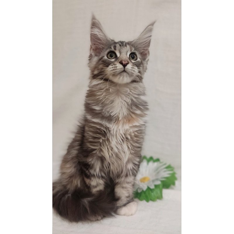 Maine Coon Karamelka