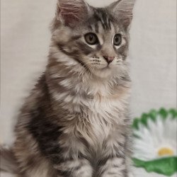 Maine Coon Karamelka