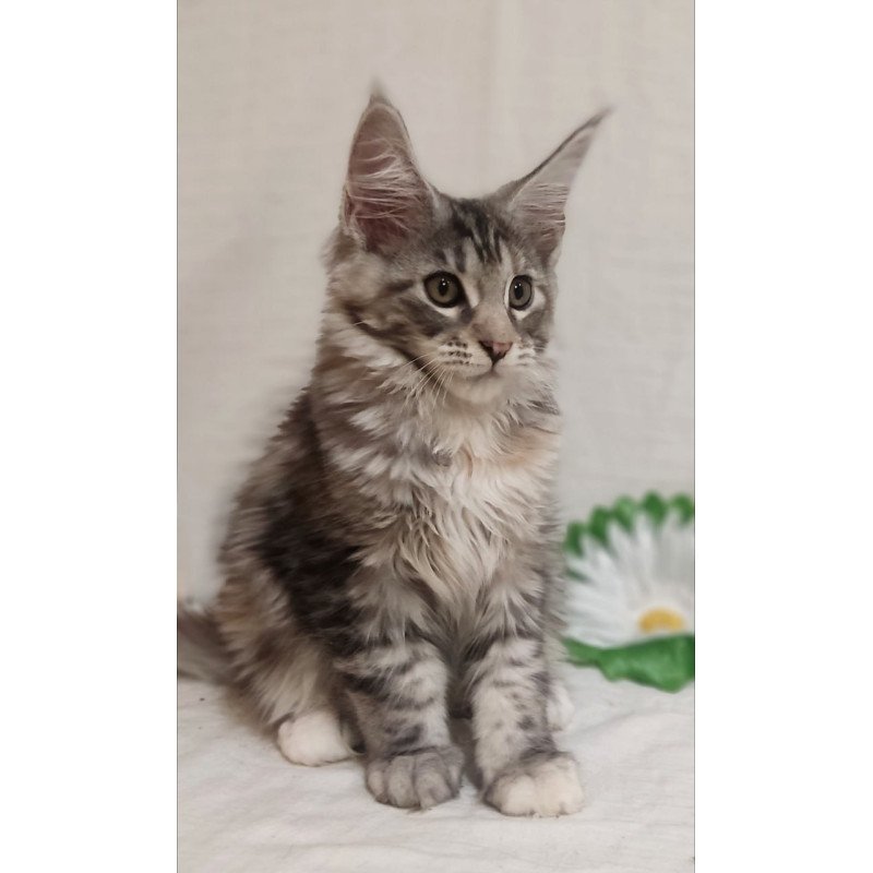 Maine Coon Karamelka