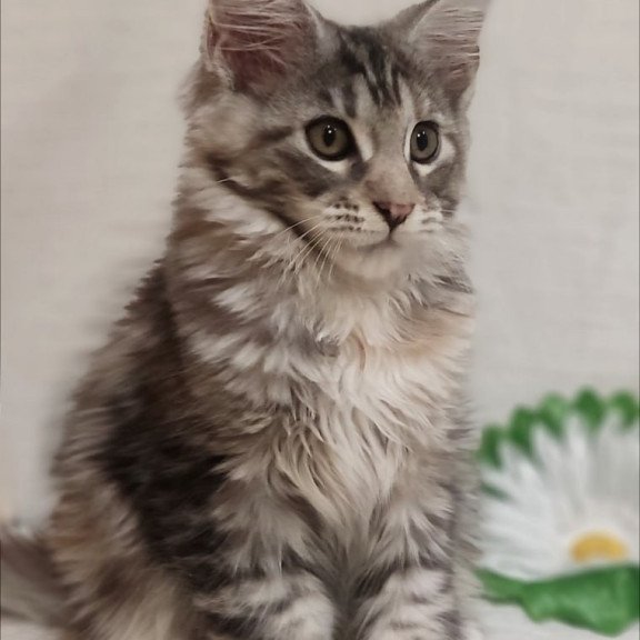 Maine Coon Karamelka