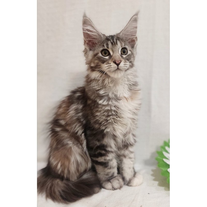 Maine Coon Karamelka