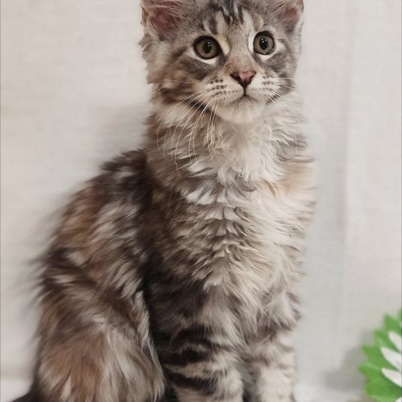Maine Coon Karamelka