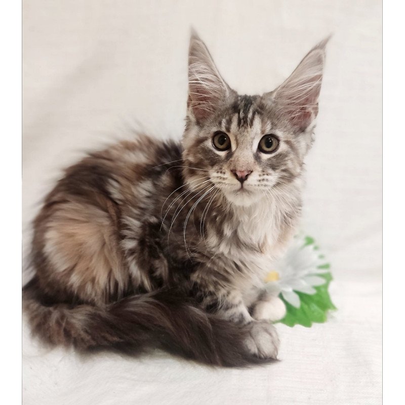 Maine Coon Karamelka