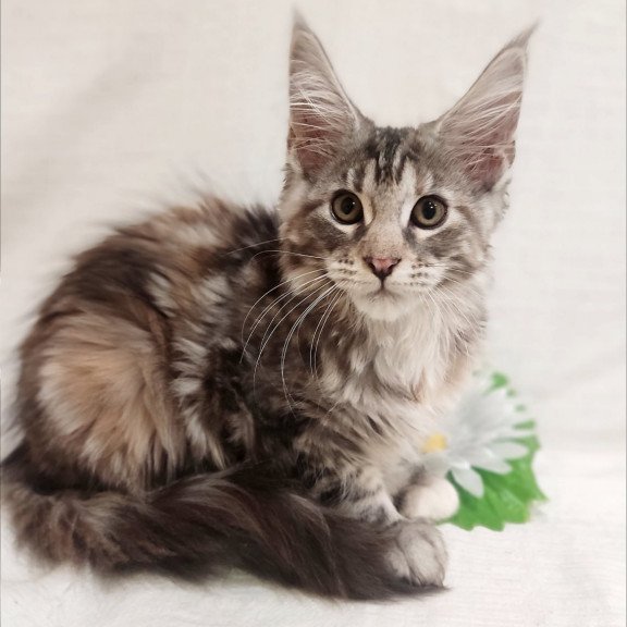 Maine Coon Karamelka