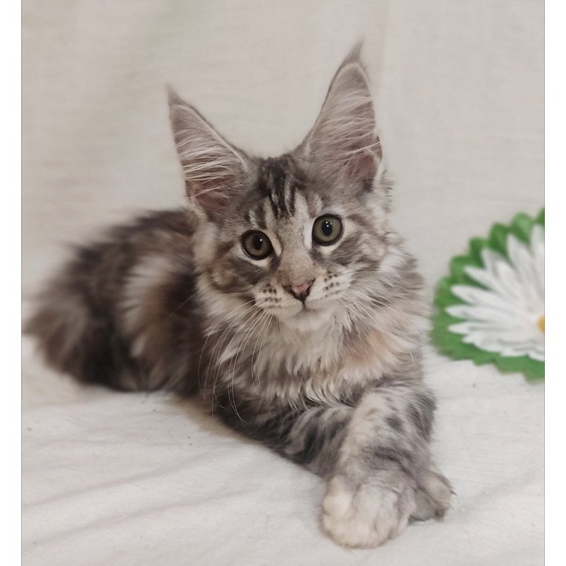 Maine Coon Karamelka