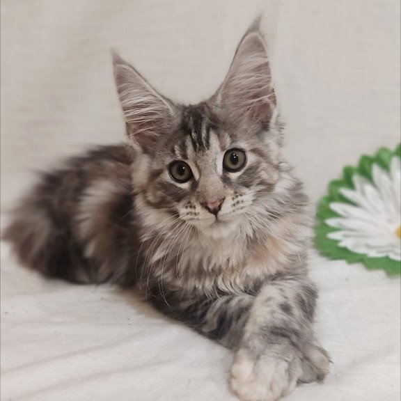 Maine Coon Karamelka
