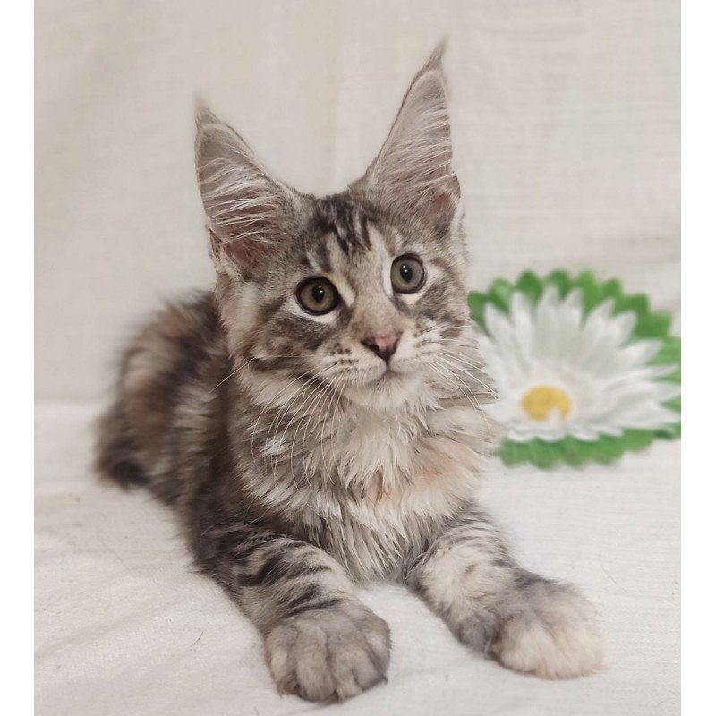 Maine Coon Karamelka
