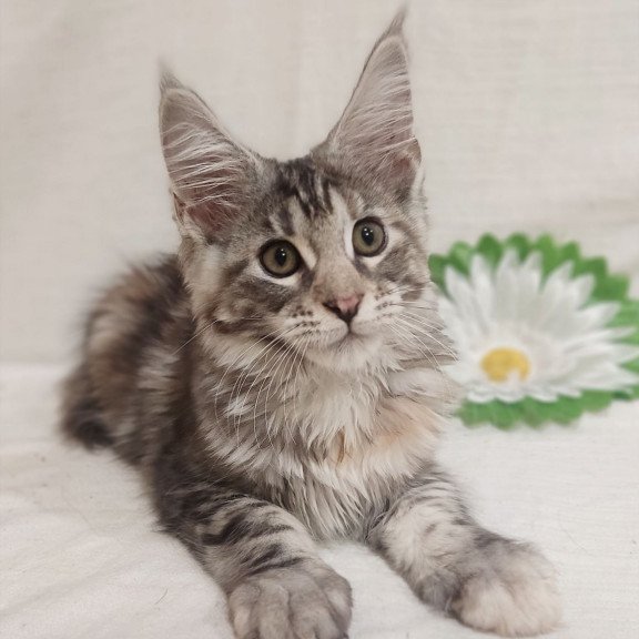 Maine Coon Karamelka