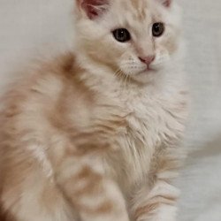 Maine Coon Korzhik