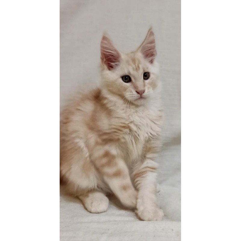 Maine Coon Korzhik