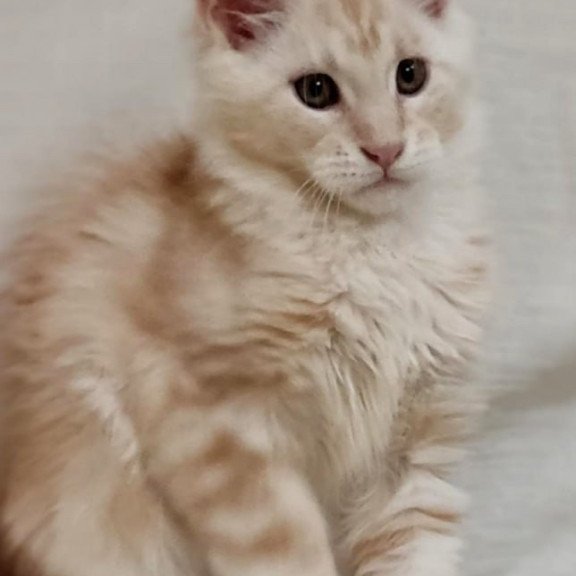Maine Coon Korzhik