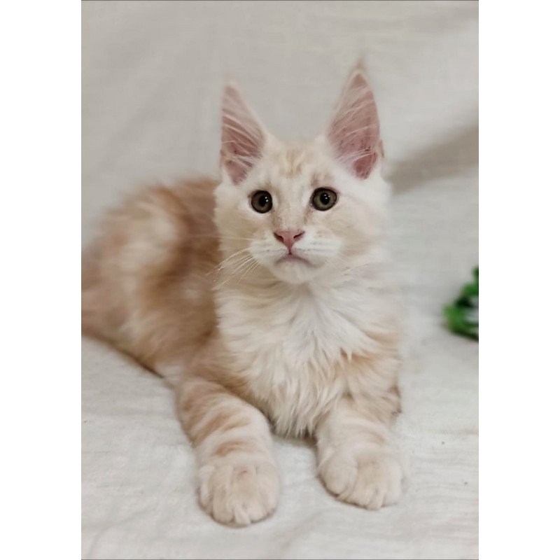 Maine Coon Korzhik