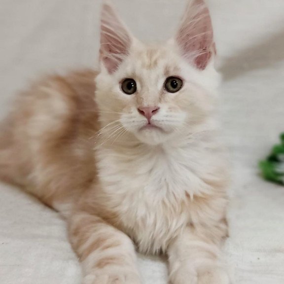 Maine Coon Korzhik