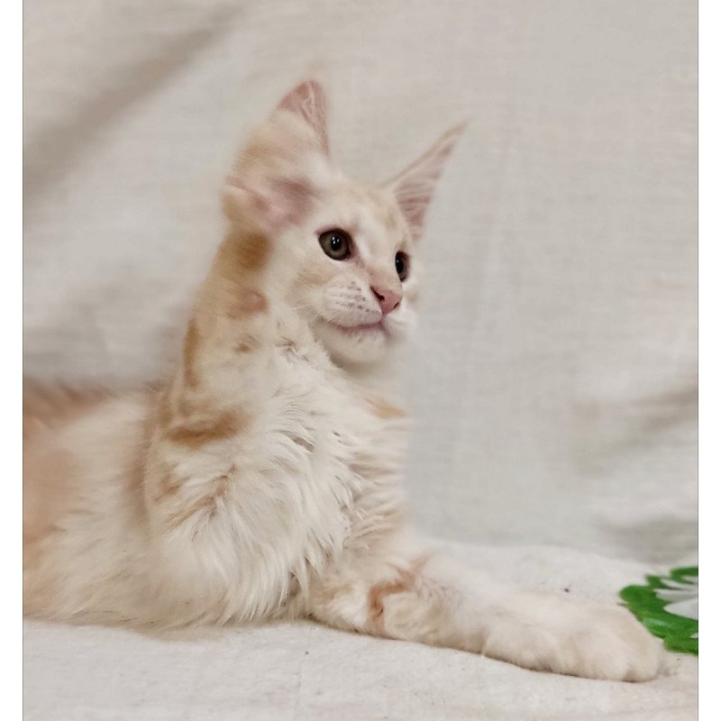 Maine Coon Korzhik