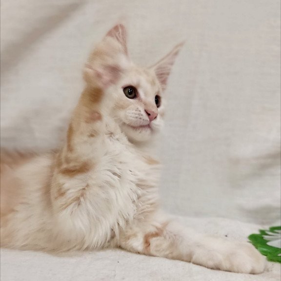Maine Coon Korzhik
