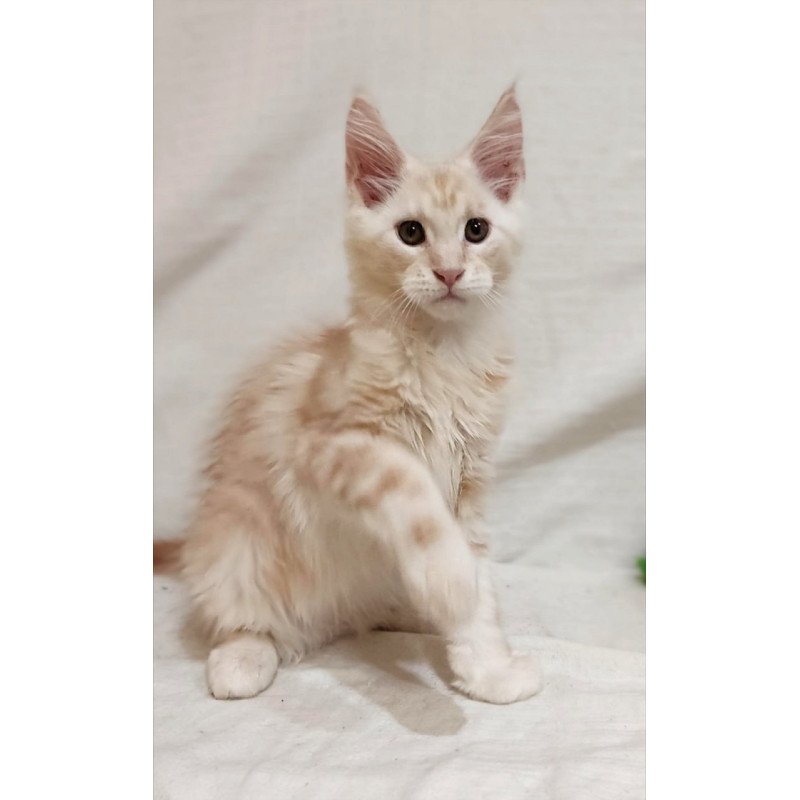 Maine Coon Korzhik