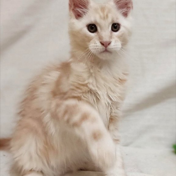 Maine Coon Korzhik