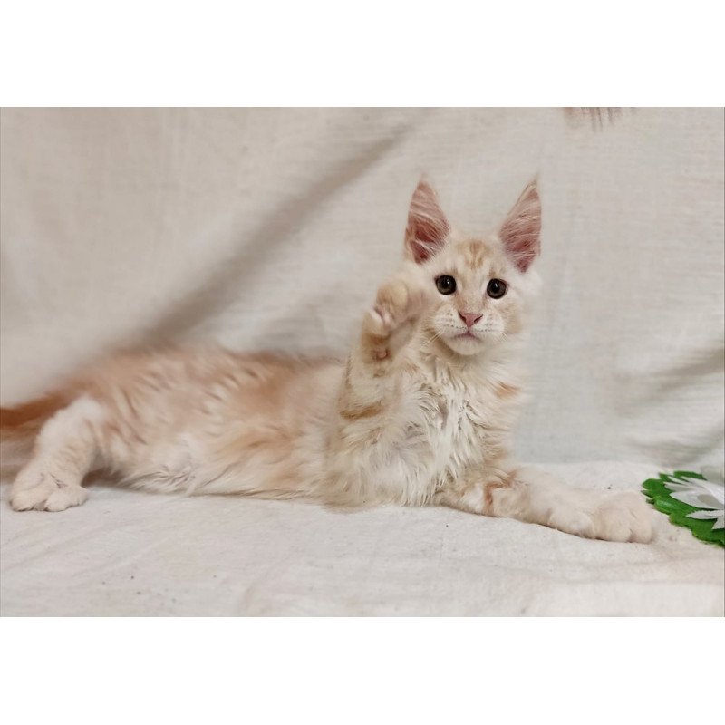 Maine Coon Korzhik