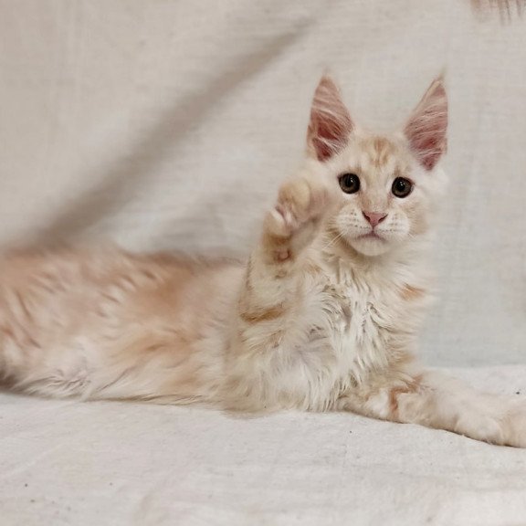 Maine Coon Korzhik
