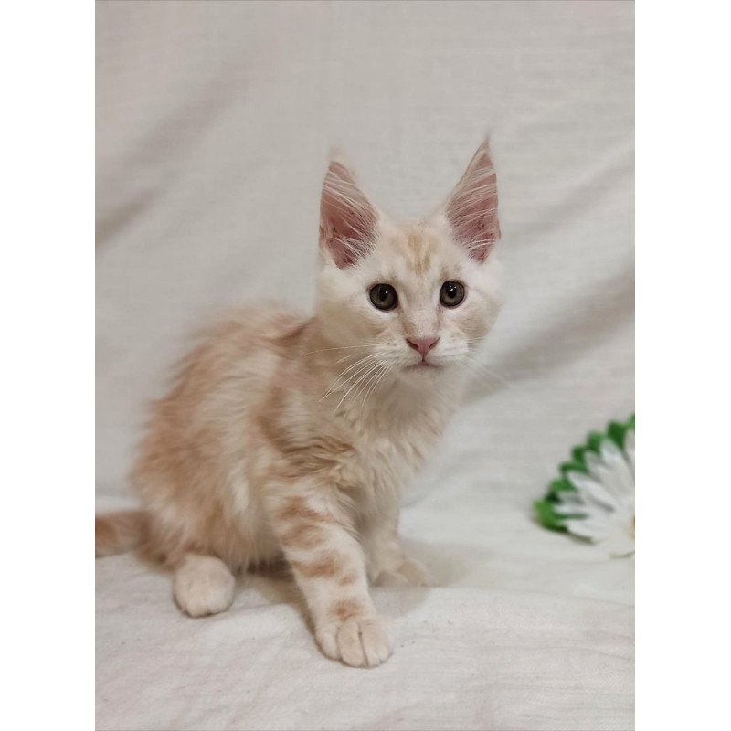 Maine Coon Korzhik