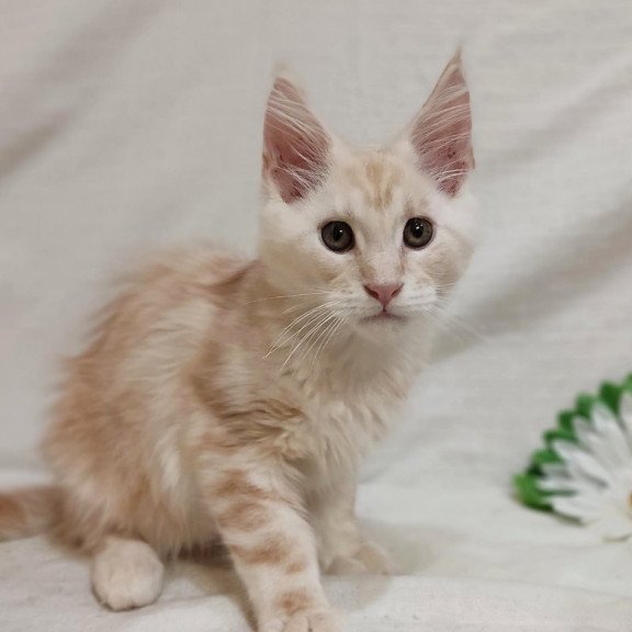 Maine Coon Korzhik