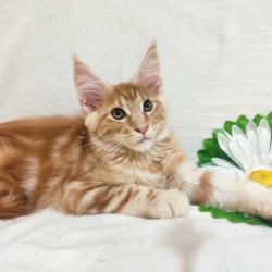 Maine Coon Kozak
